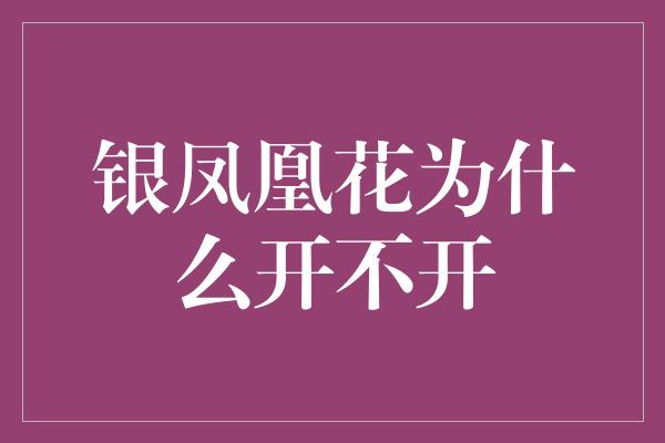 银凤凰花为什么开不开